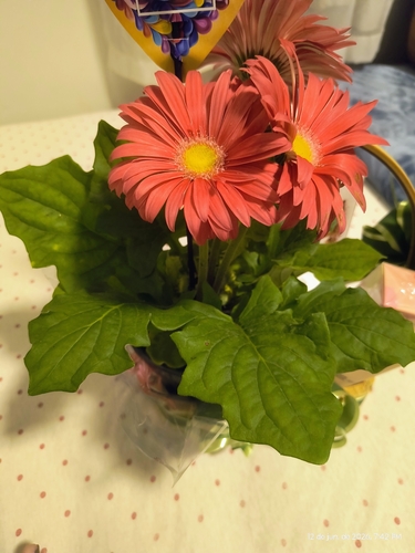 Barberton Daisy