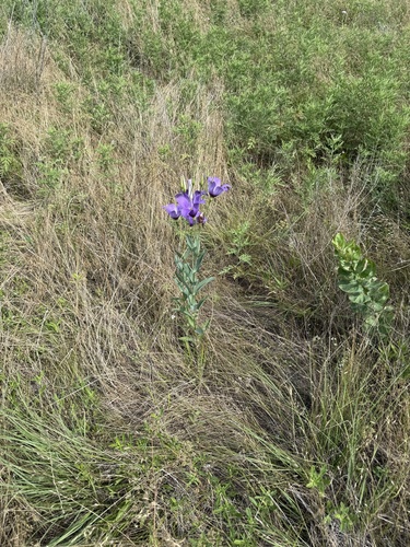 showy prairie gentian