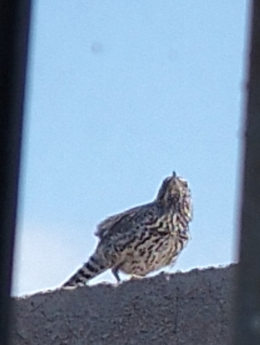 Matraca del desierto
