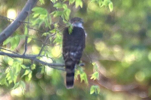 Sharp-shinned Hawk