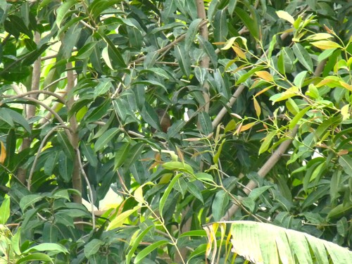 Rufous-bellied Thrush