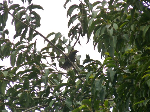 Palm Tanager
