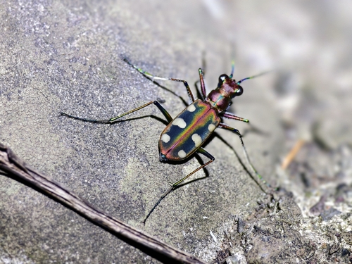Cosmodela setosomalaris