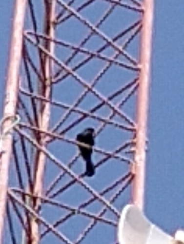 Capulinero negro