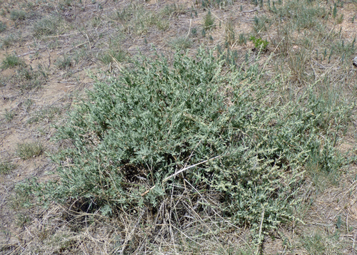 Fourwing Saltbush
