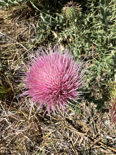 Yellowspine Thistle