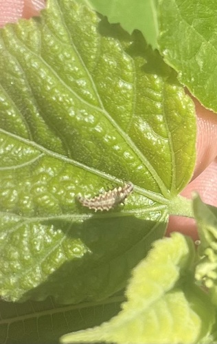 Weeping Green Lacewing