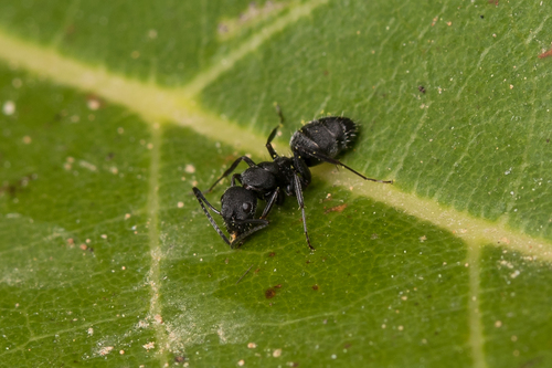 Camponotus boghossiani · iNaturalist