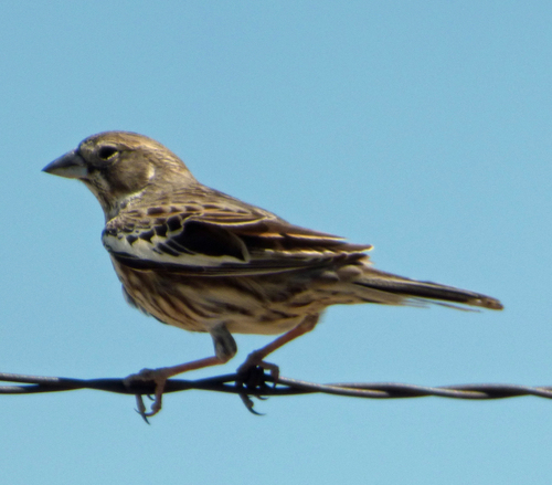 Lark Bunting