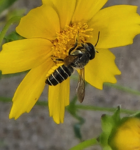 Megachile policaris