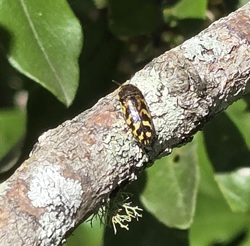 Acmaeodera mixta