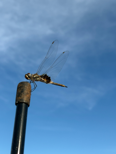 Common Glider