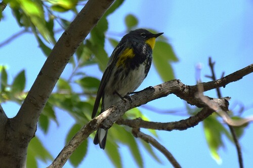 Audubon's Warbler
