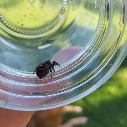Bold Jumping Spider