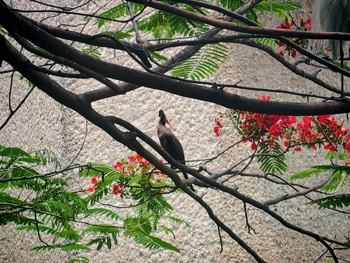 Nannopterum brasilianum