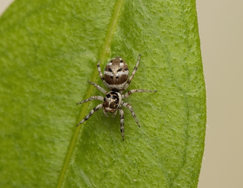 Philira micans