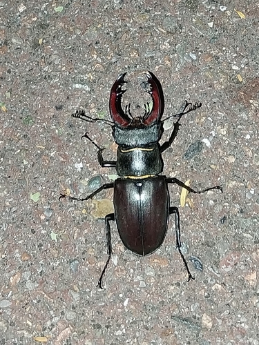 European Stag Beetle