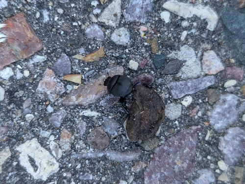 Coppery Dung Beetle