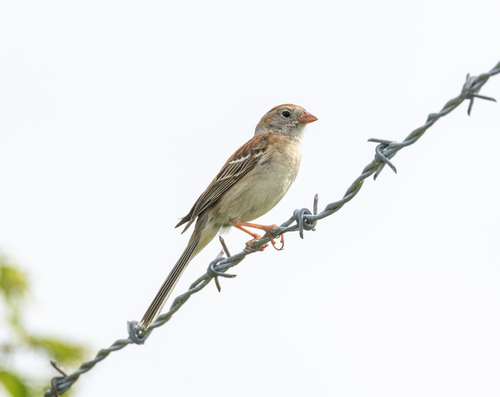 Field Sparrow