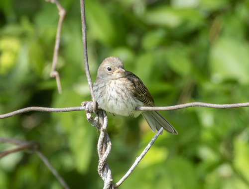 Field Sparrow