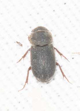 Ataenius imbricatus
