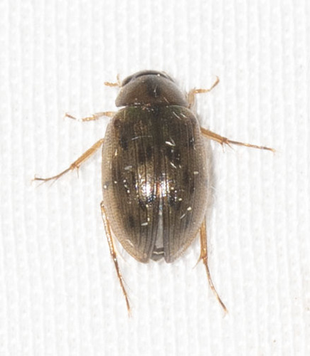 Berosus