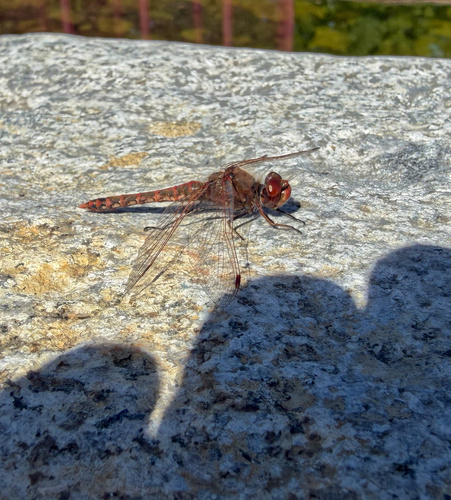 Variegated Meadowhawk