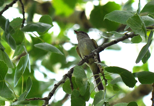 Least Flycatcher