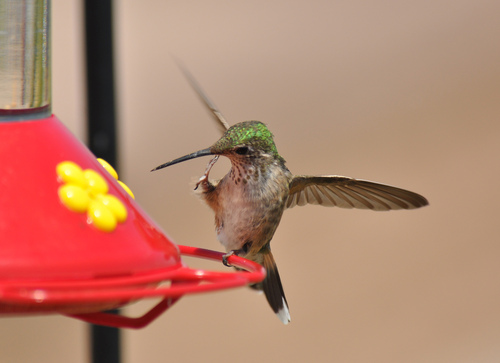Broad-tailed Hummingbird