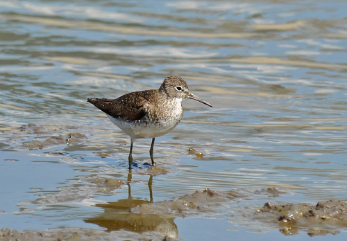 Solitary Sandpiper