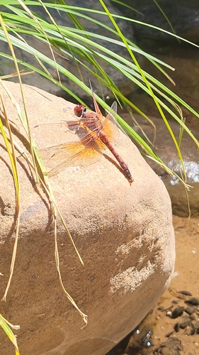 Red Rock Skimmer