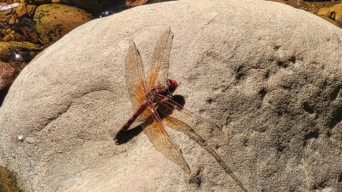 Red Rock Skimmer