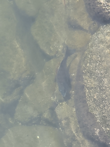Blackhead Seabream
