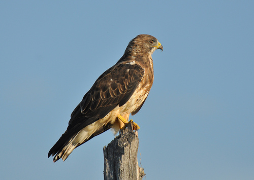 Swainson's Hawk