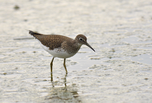 Western Solitary Sandpiper