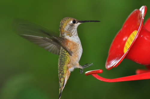 Broad-tailed Hummingbird