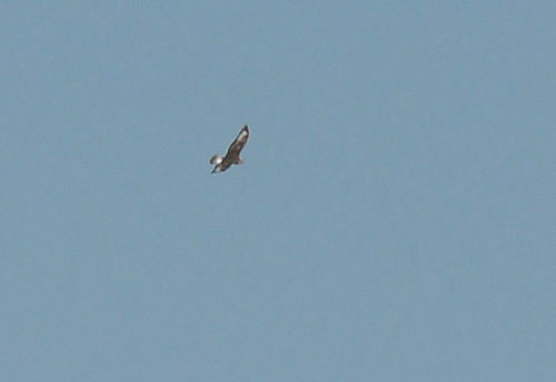 Ferruginous Hawk