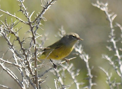 MacGillivray's Warbler