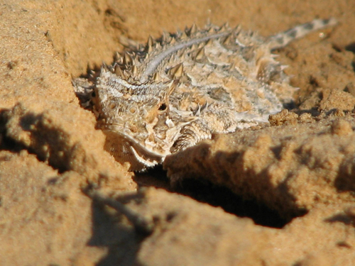 Texas Horned Lizard