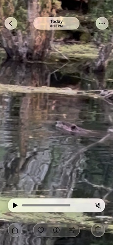 animal observation 2