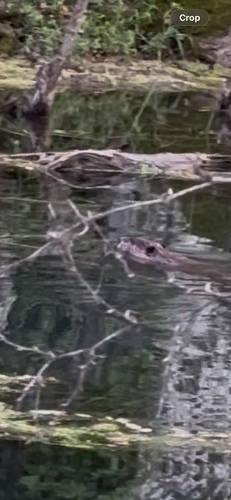 animal observation 3