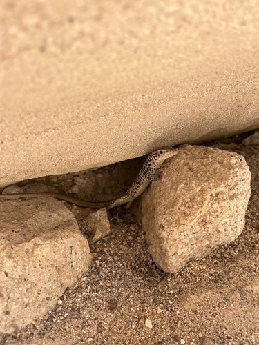 Chihuahuan Spotted Whiptail