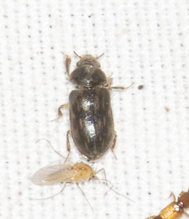 Heterocerus fenestratus