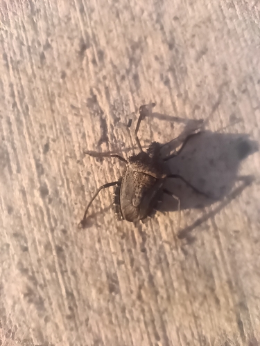 Mediterranean Spiny Stink Bug