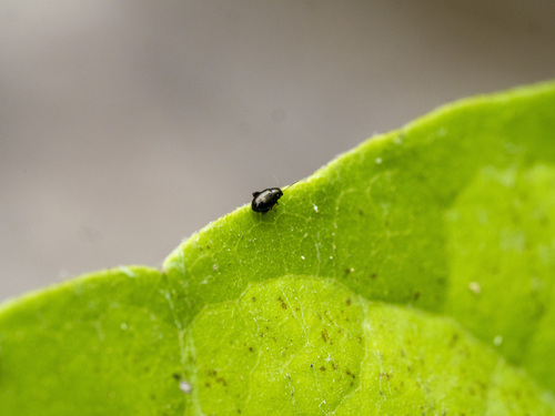 Chaetocnema