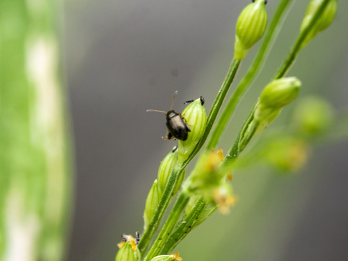 Chaetocnema