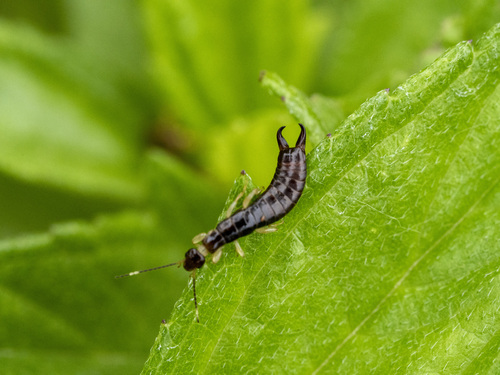 Tijerilla de Patas Anilladas