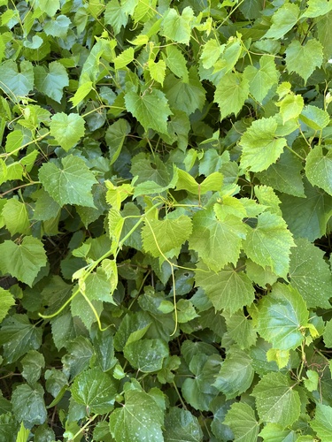 canyon wild grape