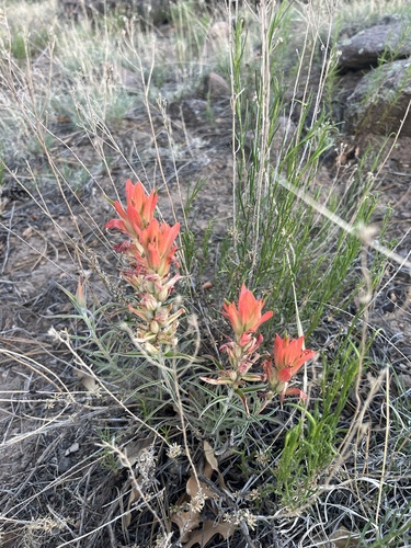 Wholeleaf Paintbrush