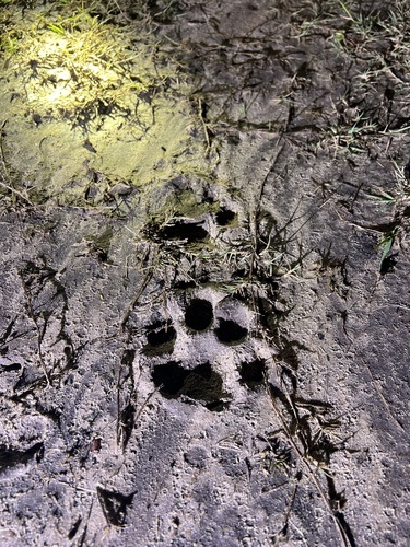 Mountain Lion